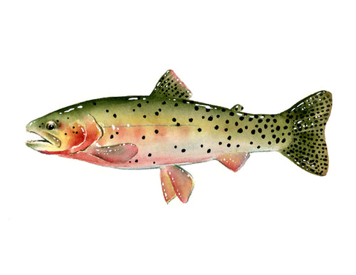 Vintage Print Trout Fishing Flies Art Illustration by AgedPage